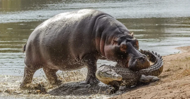 Animals with the Strongest Bite Force