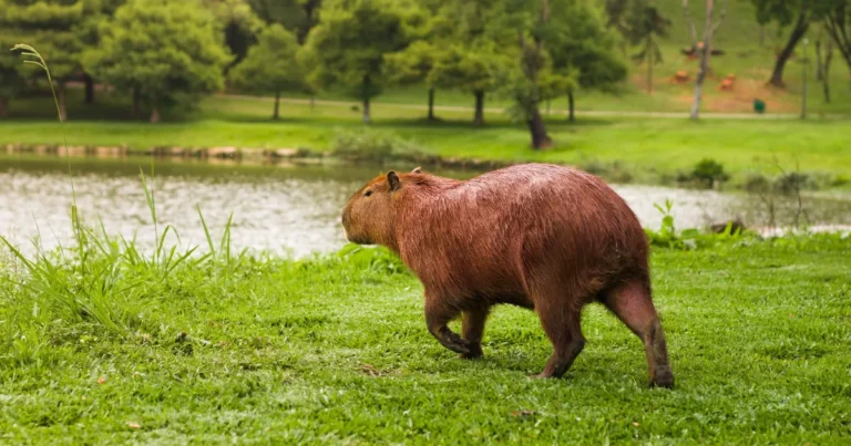 Biological Uniqueness of Animals