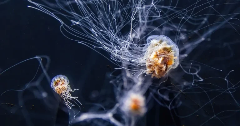 Exploring the Mystery of Biological Immortality