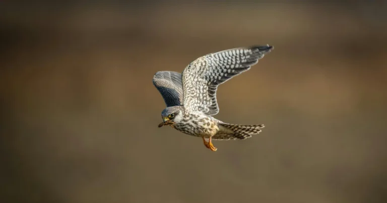 The Unmatched Speed of the Peregrine Falcon
