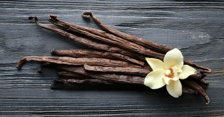Uncovering the Botanical Origins of Vanilla